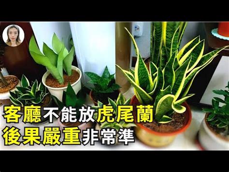 金邊虎尾蘭風水|【金邊虎尾虎尾蘭風水】帶金邊的虎尾蘭風水擺放指。